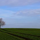 lonely tree