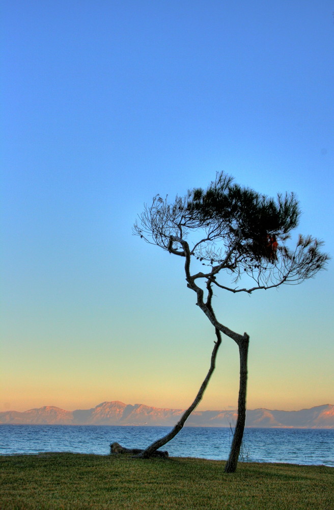 Lonely Tree