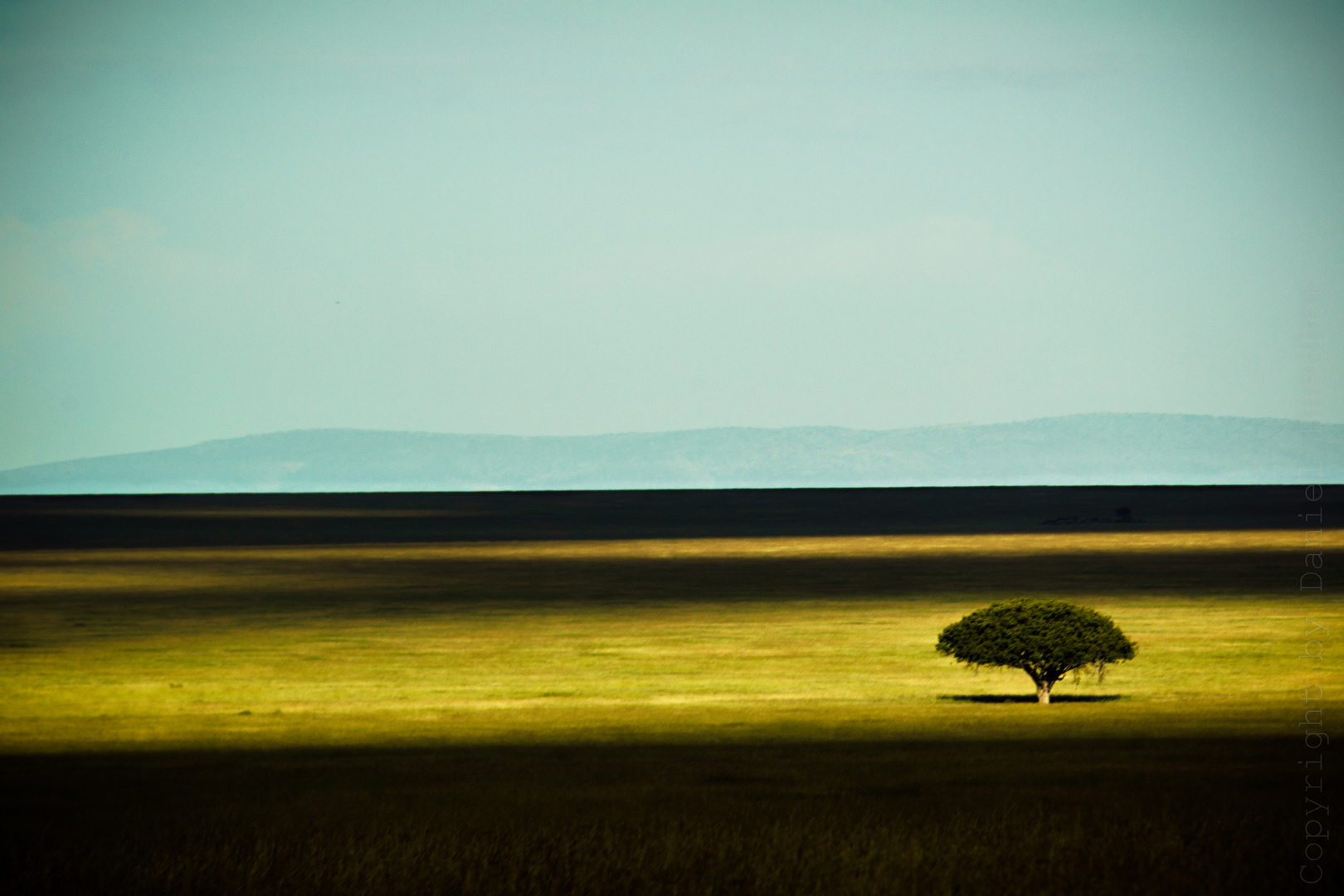 Lonely tree