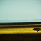 Lonely tree