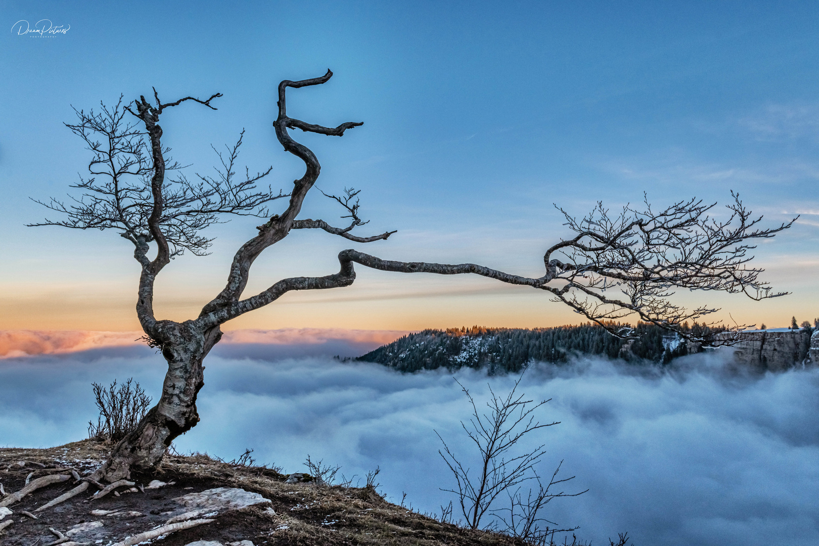 Lonely Tree 