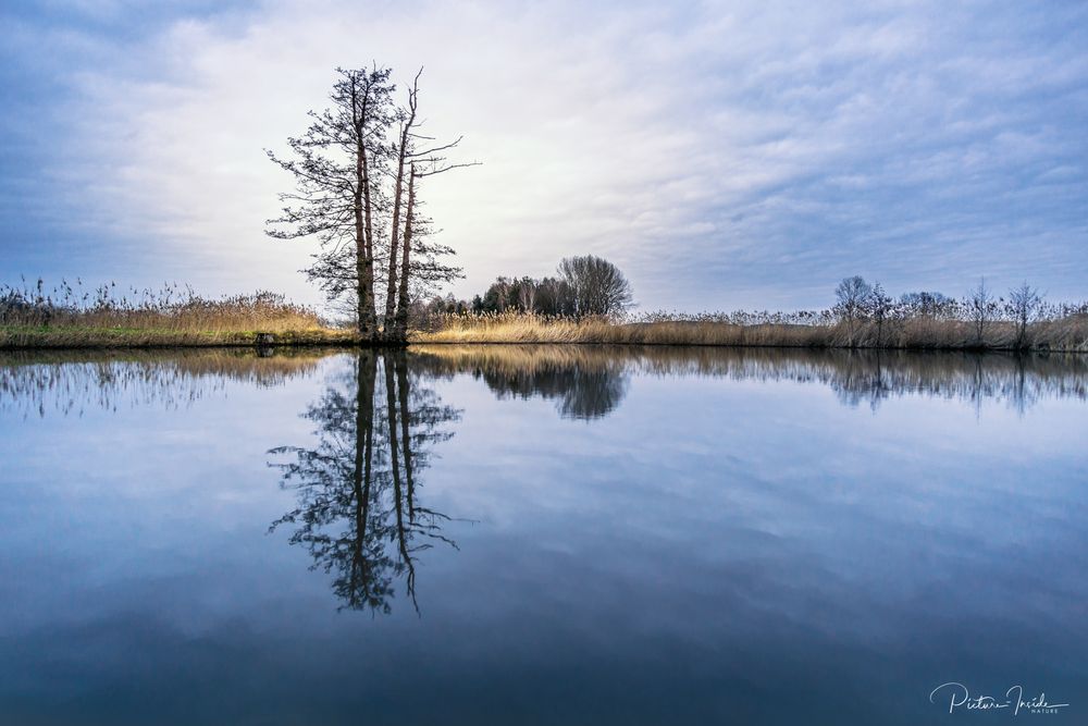 Lonely tree 