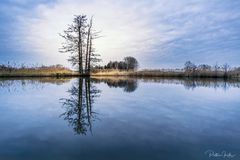 Lonely tree 