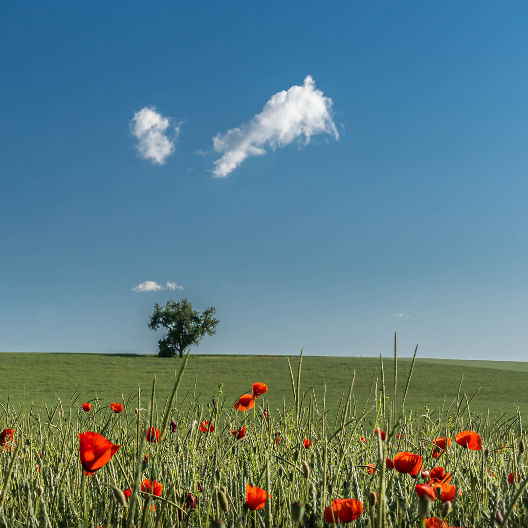 Lonely Tree