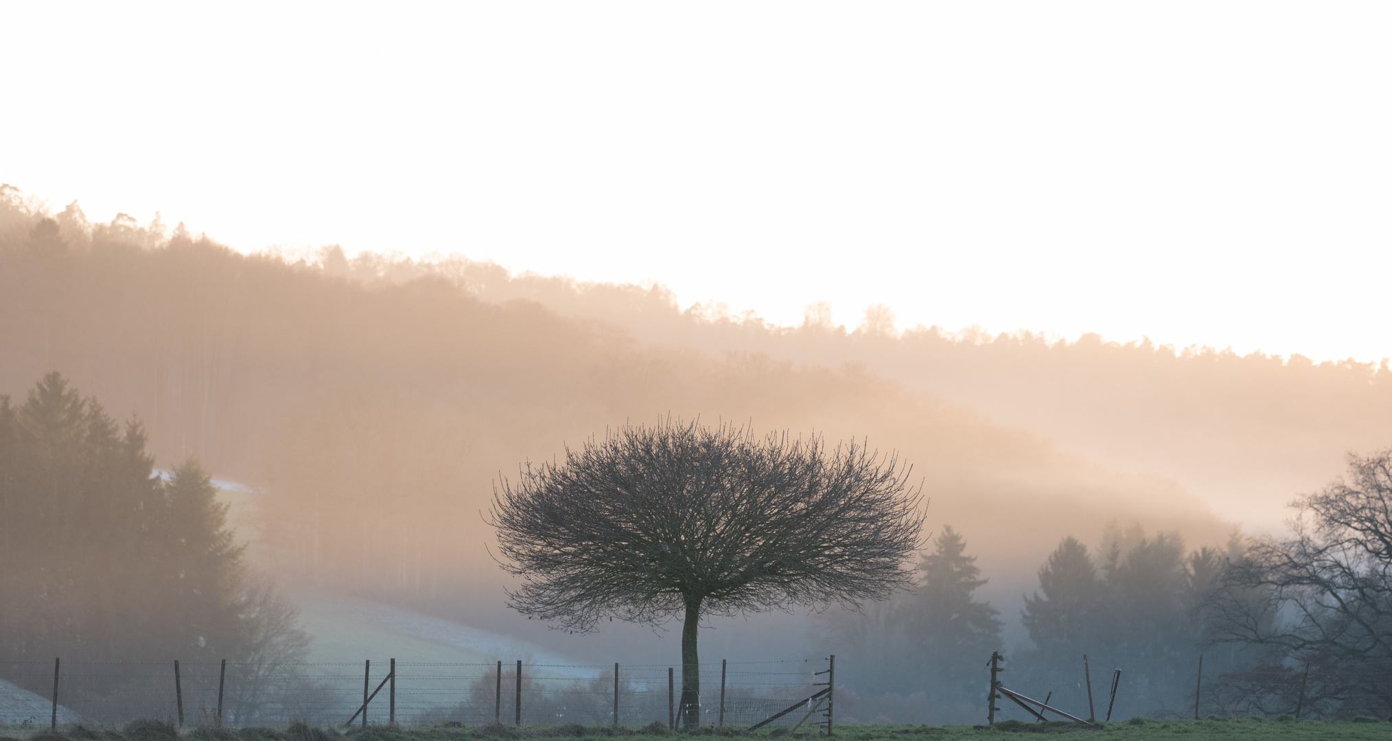 Lonely Tree