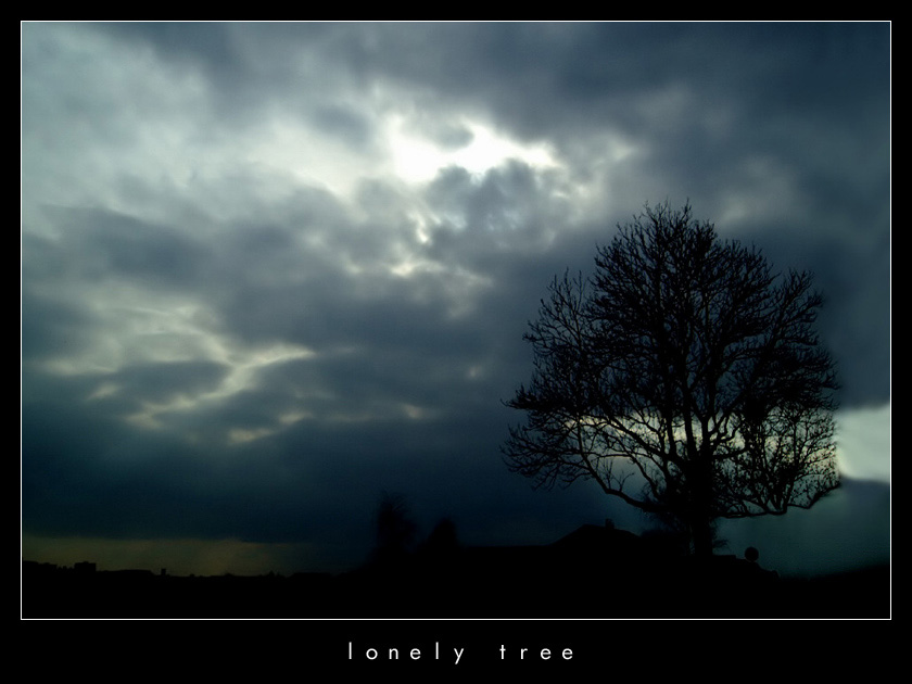 lonely tree