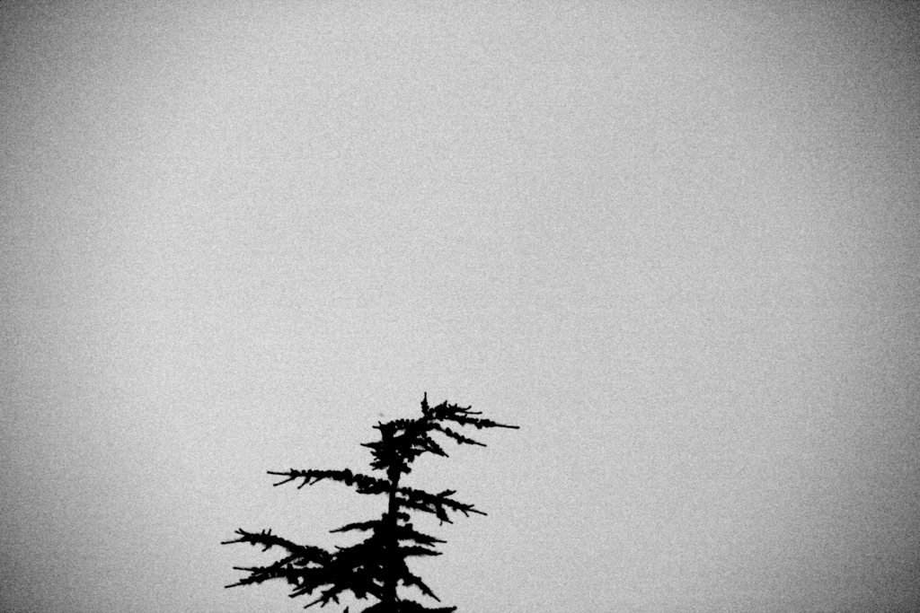 lonely tree