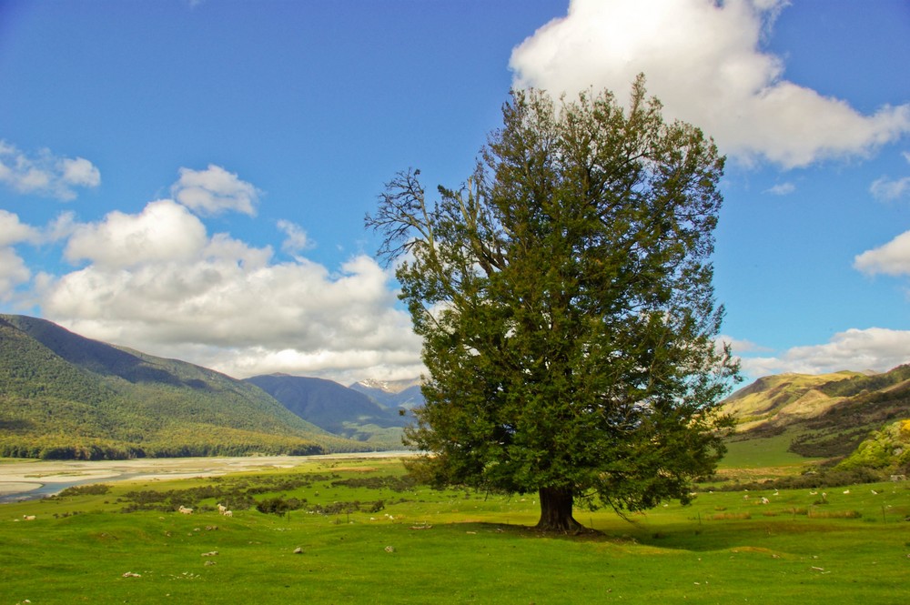 Lonely Tree