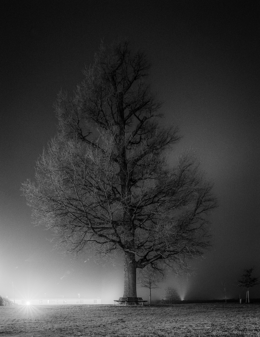 "Lonely" Tree