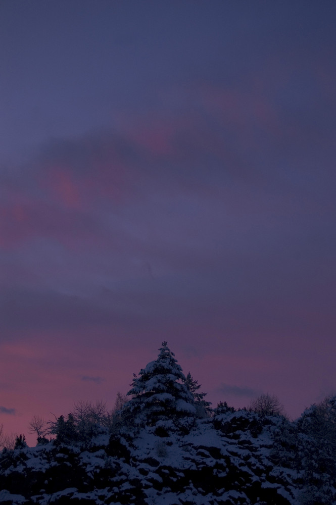 Lonely tree