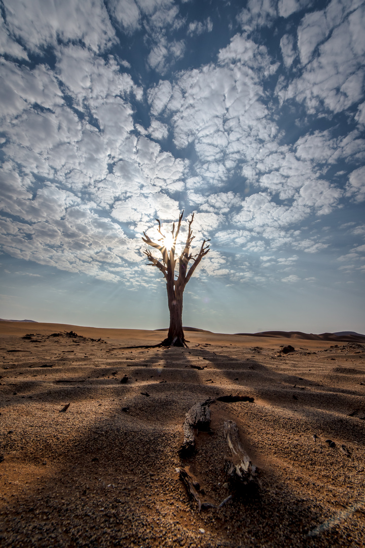 Lonely Tree