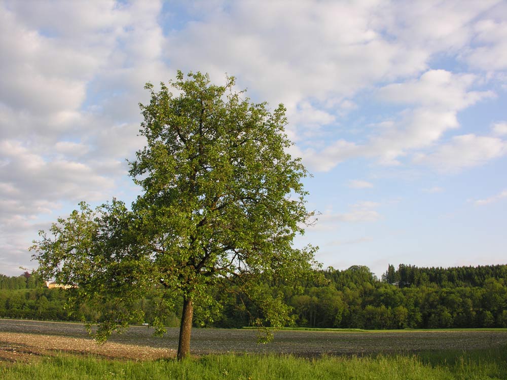 Lonely Tree