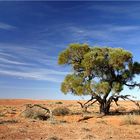 Lonely Tree...