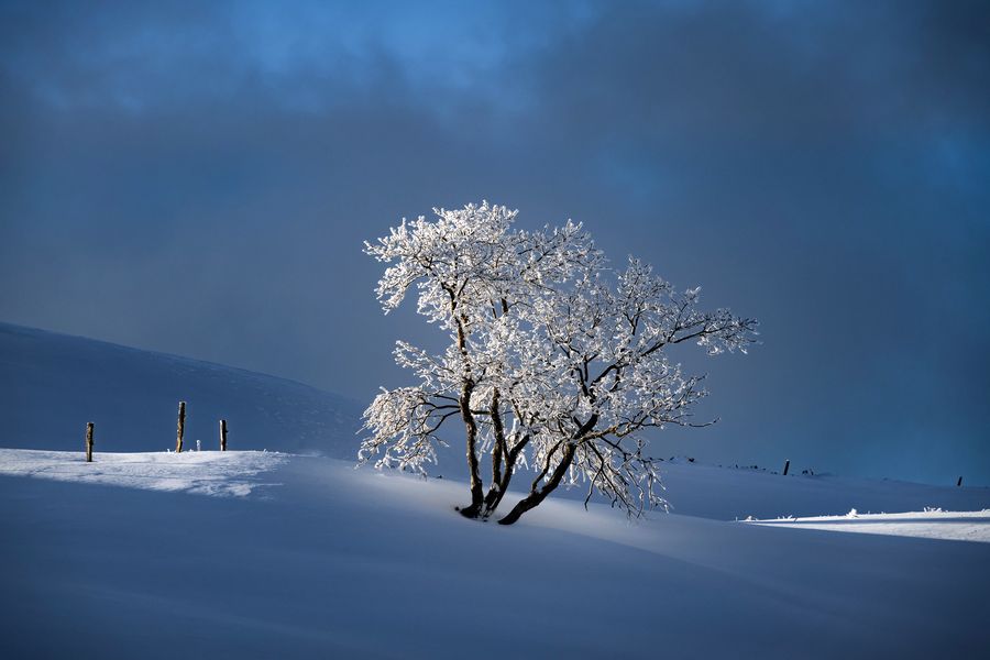 lonely tree
