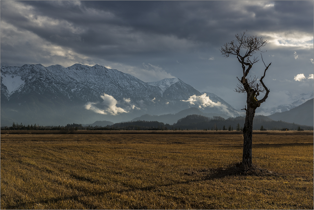 Lonely Tree...