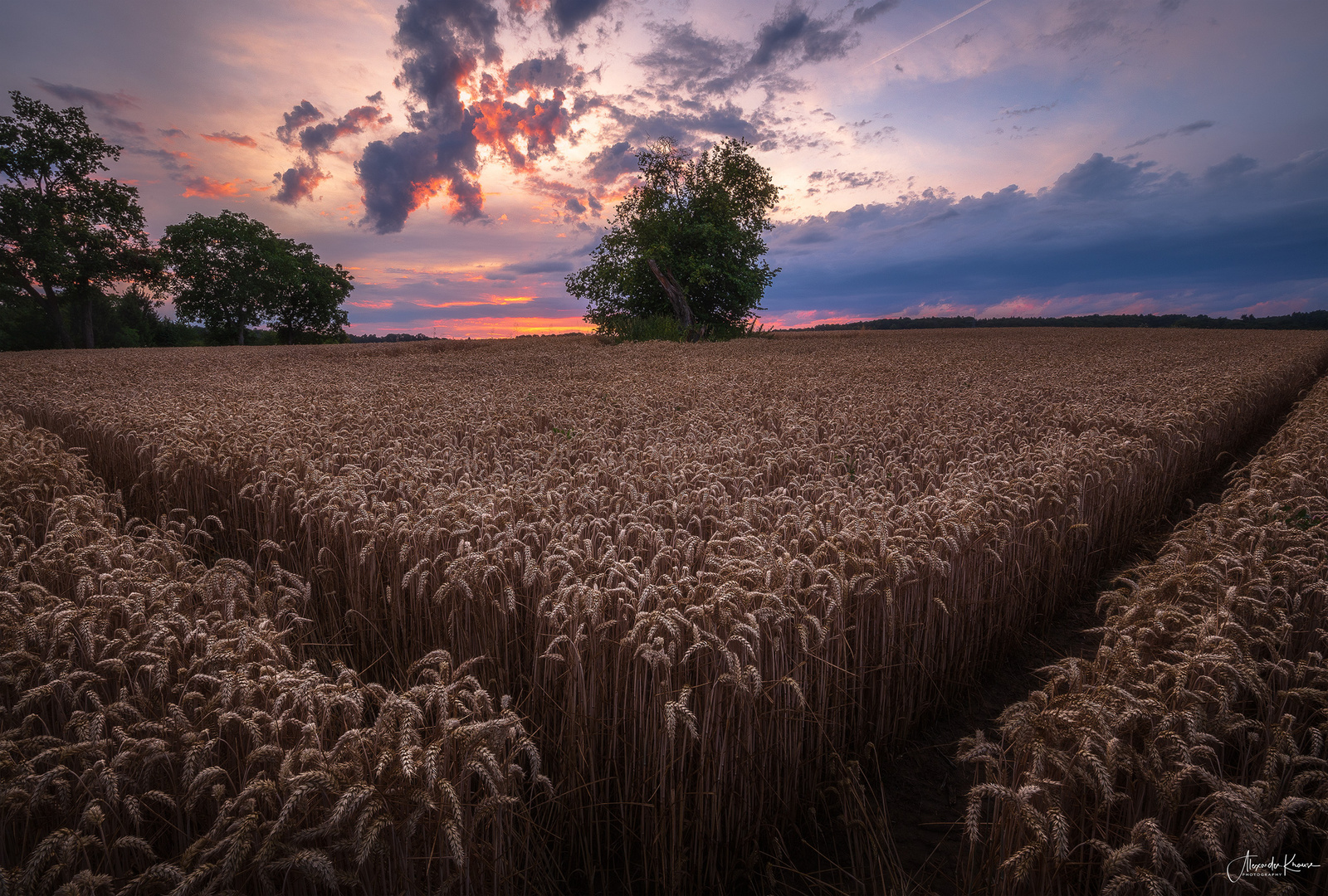 Lonely Tree