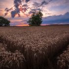 Lonely Tree