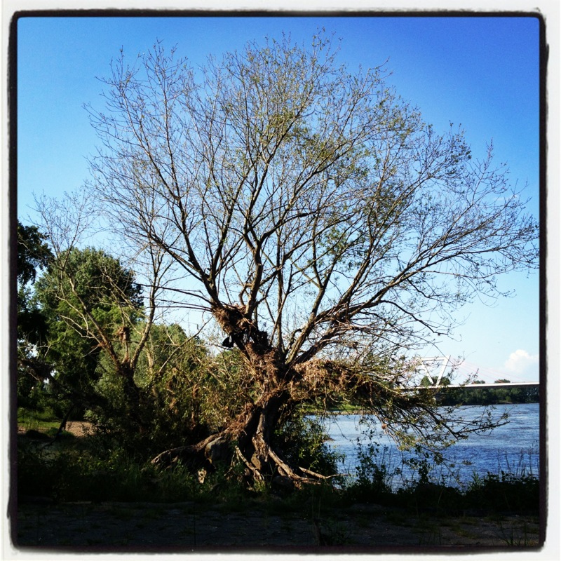 lonely tree