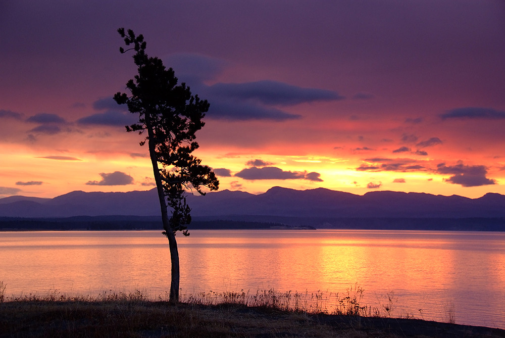 +++ Lonely Tree +++