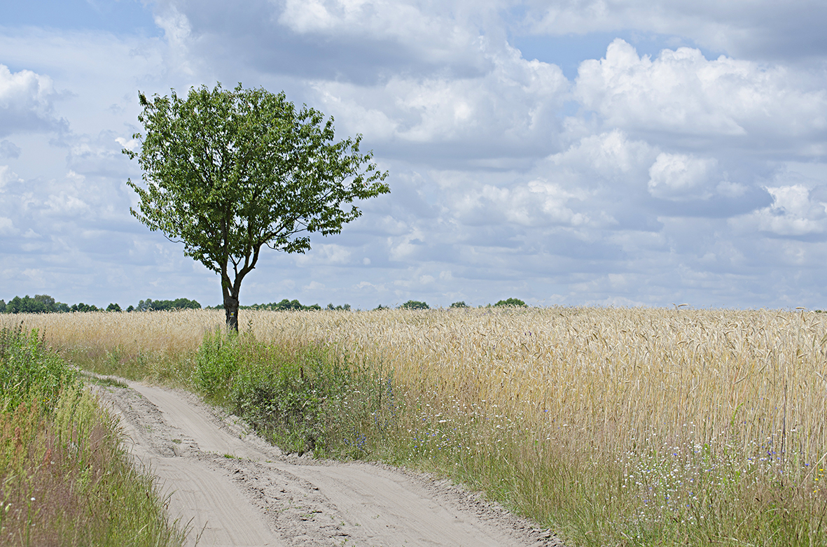 Lonely tree