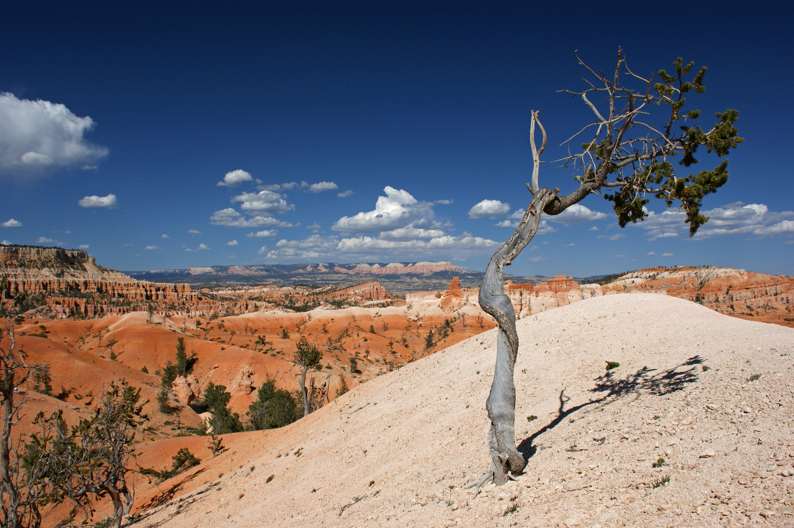 Lonely tree