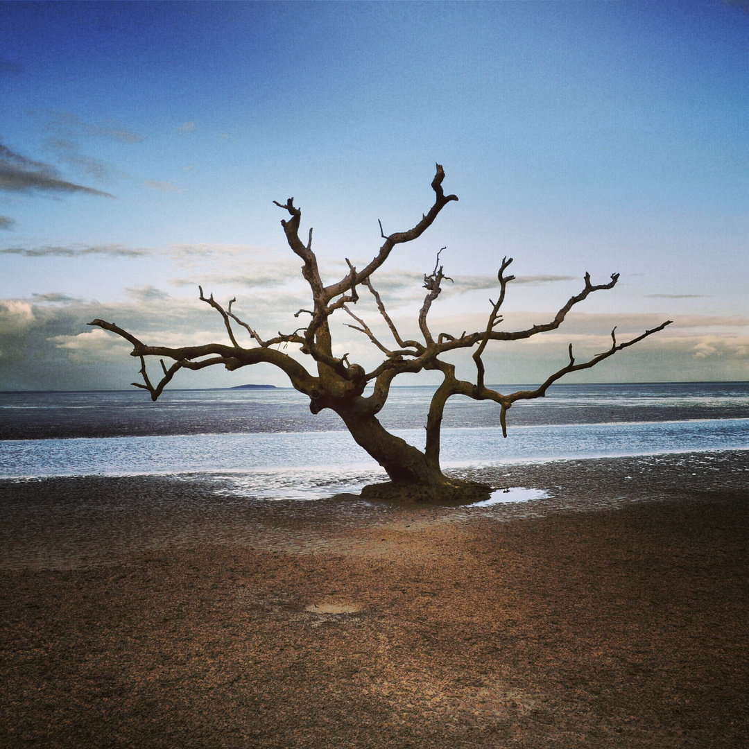 Lonely Tree