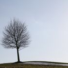 lonely tree