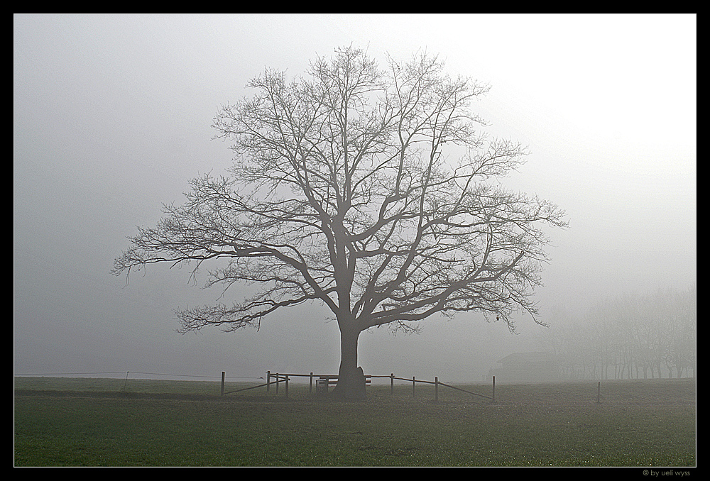 lonely tree