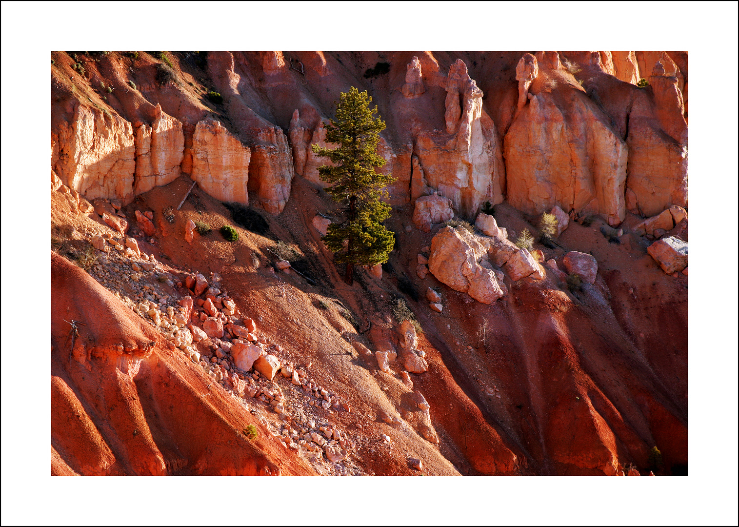 Lonely tree