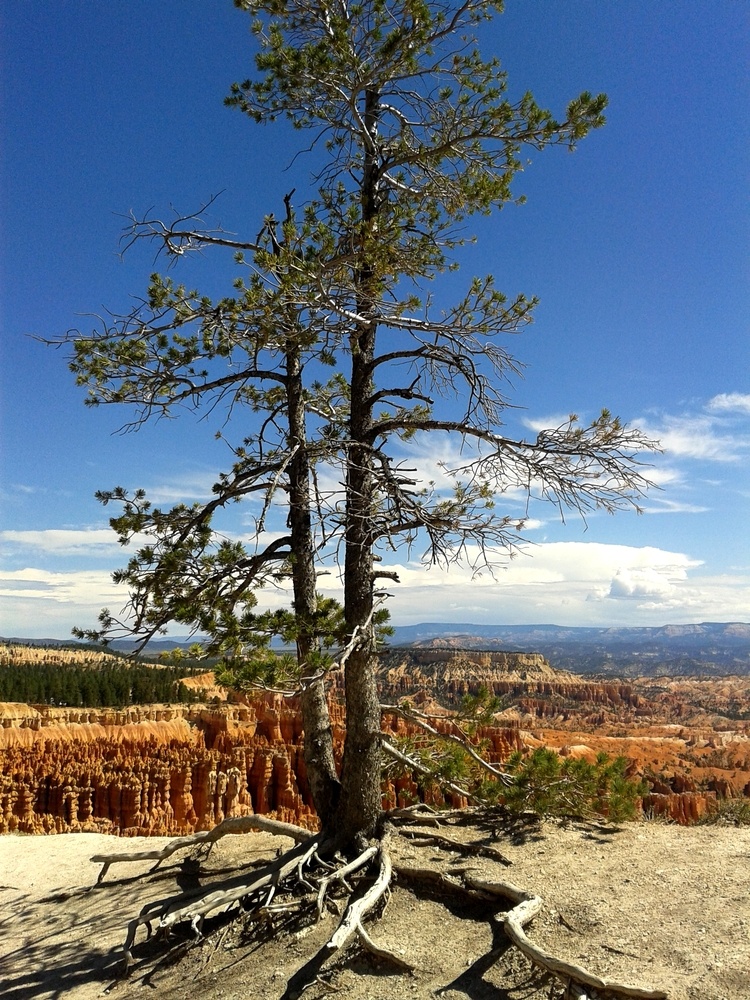 Lonely tree