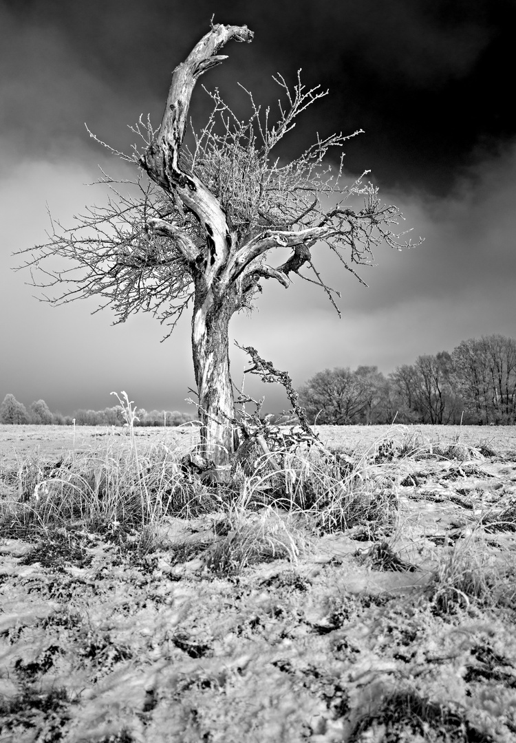 lonely tree