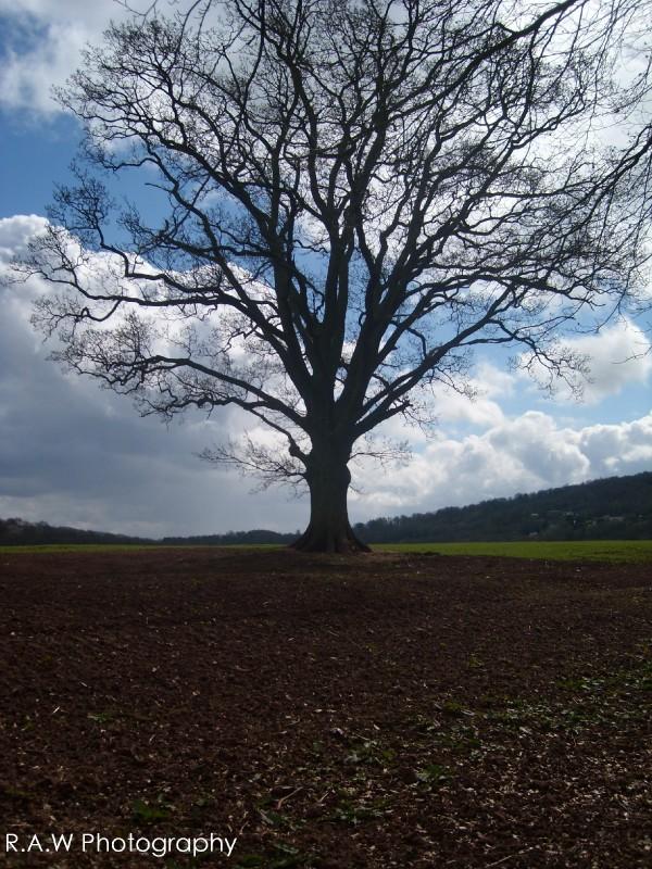 Lonely tree