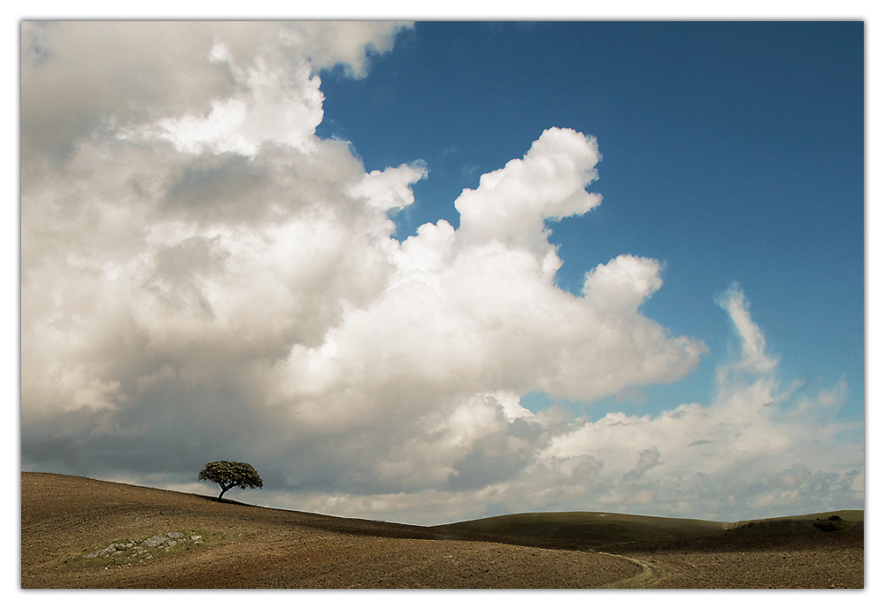 - LONELY TREE -