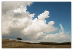 - LONELY TREE -