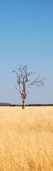 lonely tree