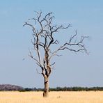 lonely tree