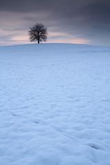 lonely tree