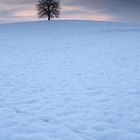 lonely tree