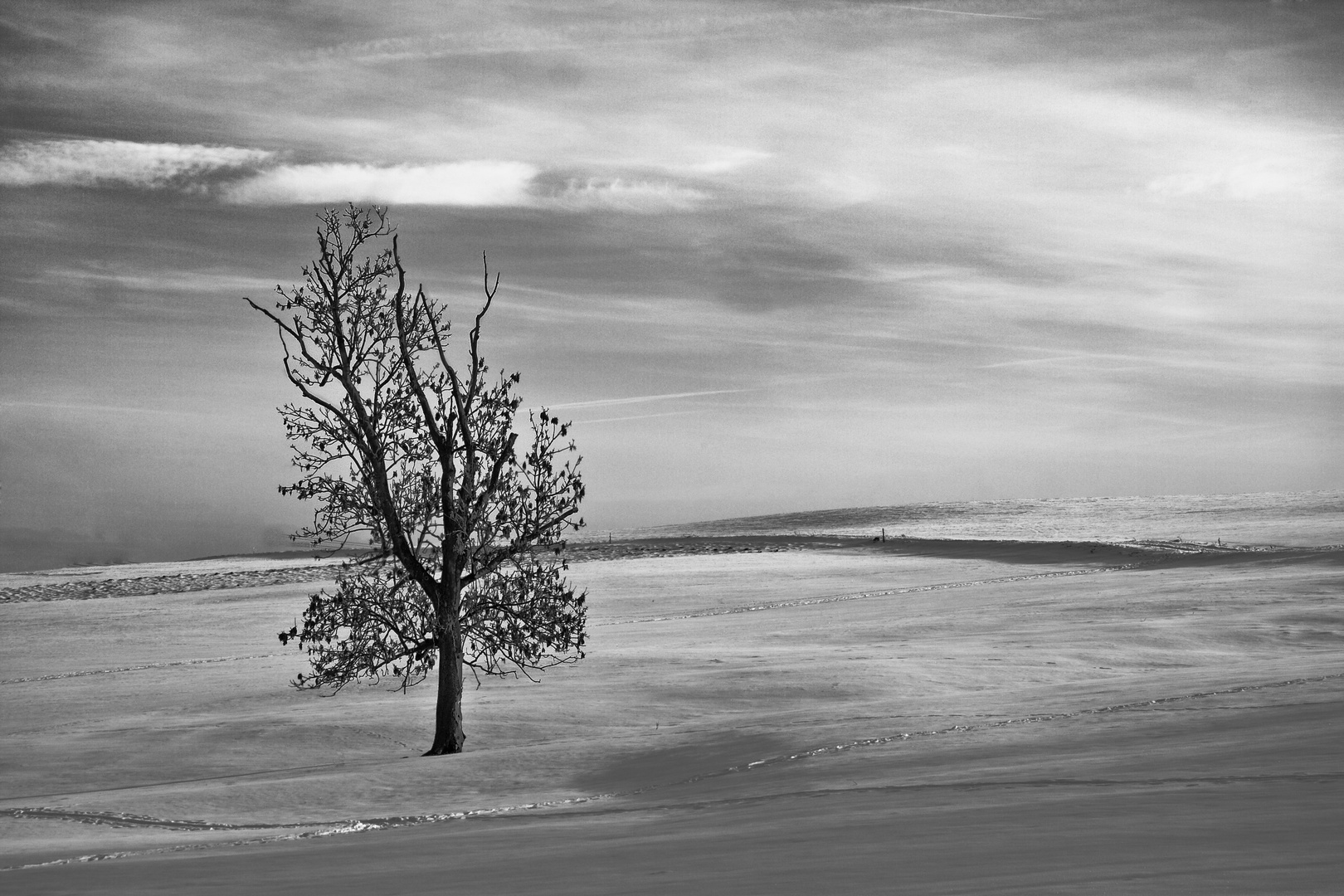 lonely tree