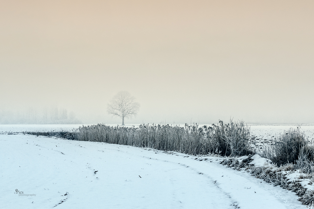 lonely tree