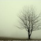 lonely tree