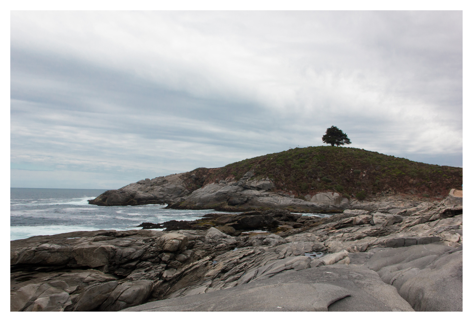 Lonely Tree