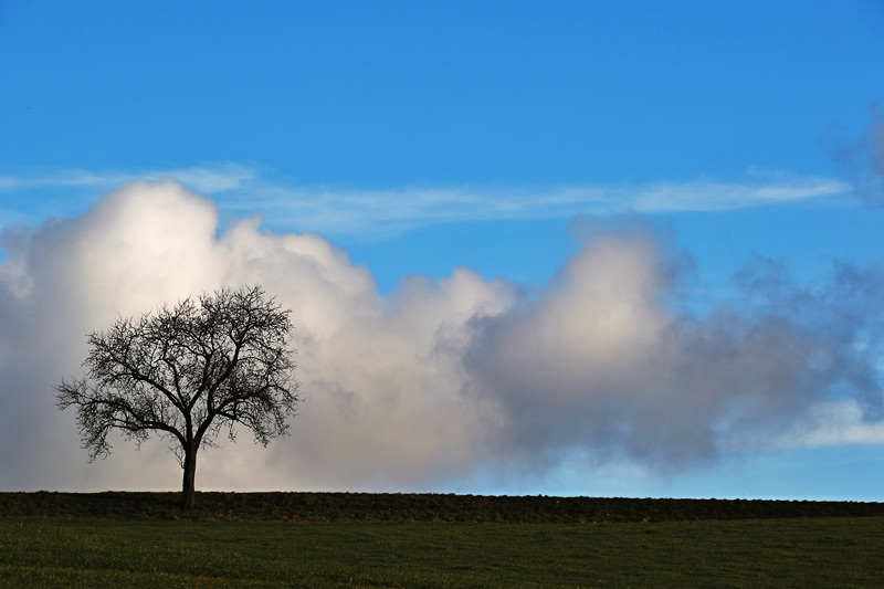 lonely tree