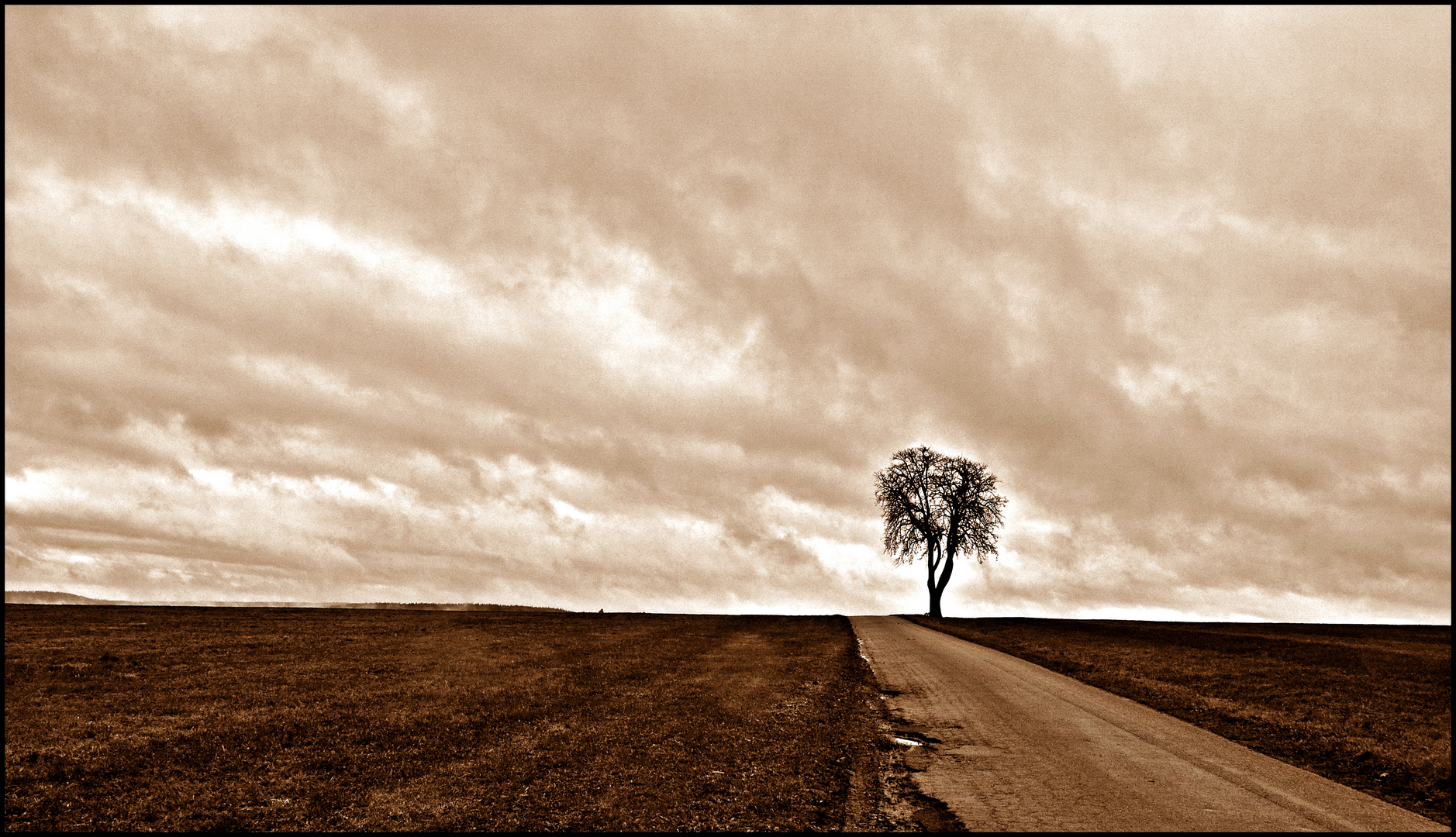 - lonely tree -