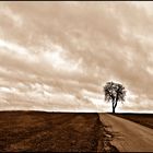 - lonely tree -