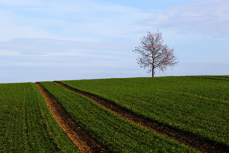 lonely tree