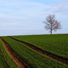 lonely tree