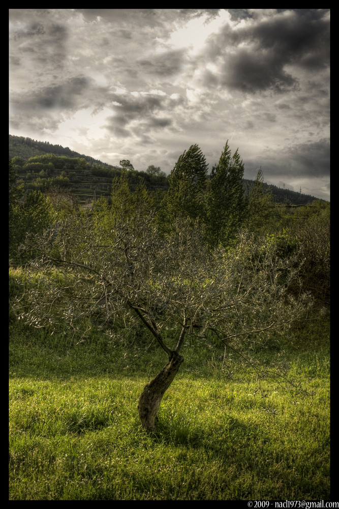 Lonely tree