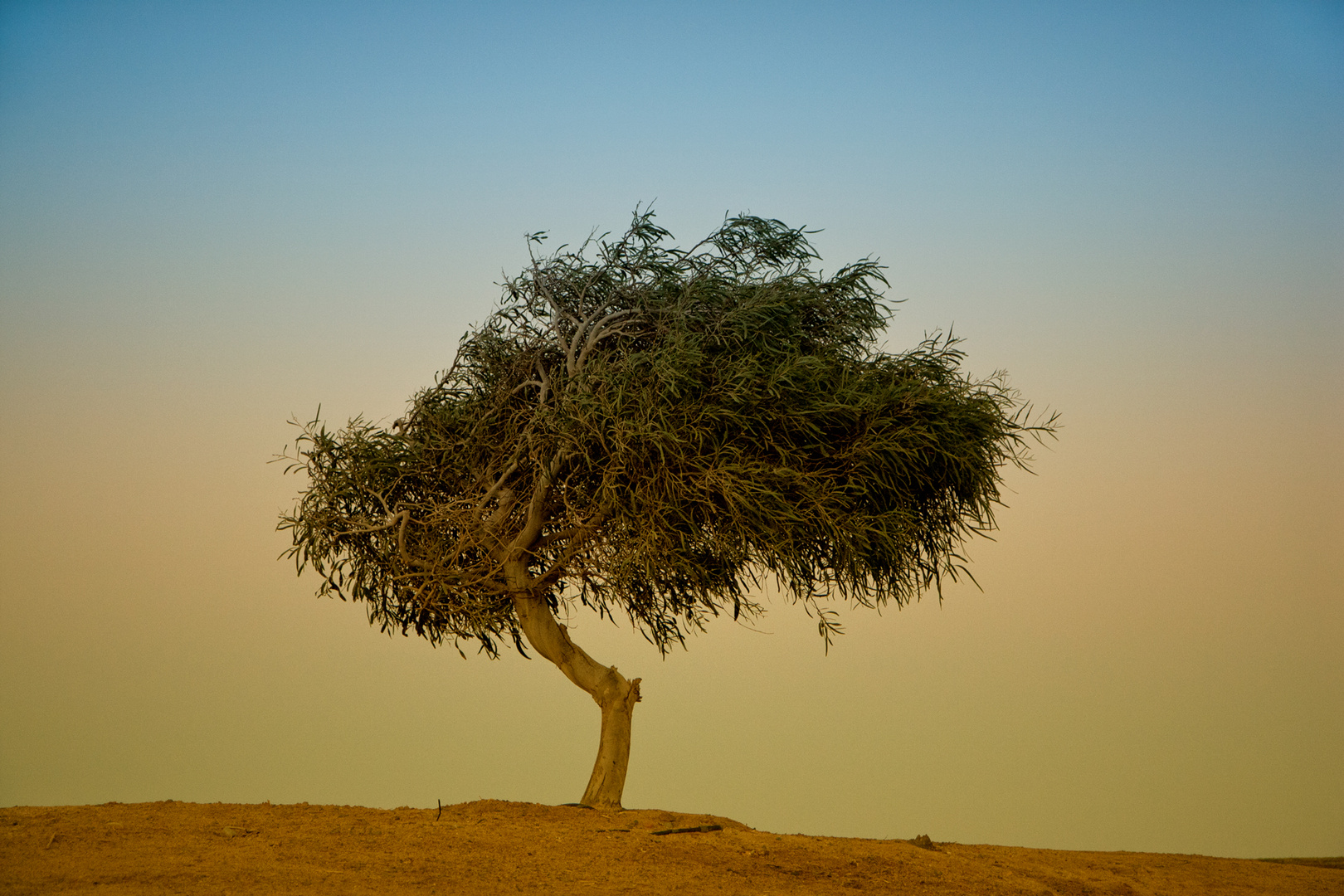 Lonely Tree