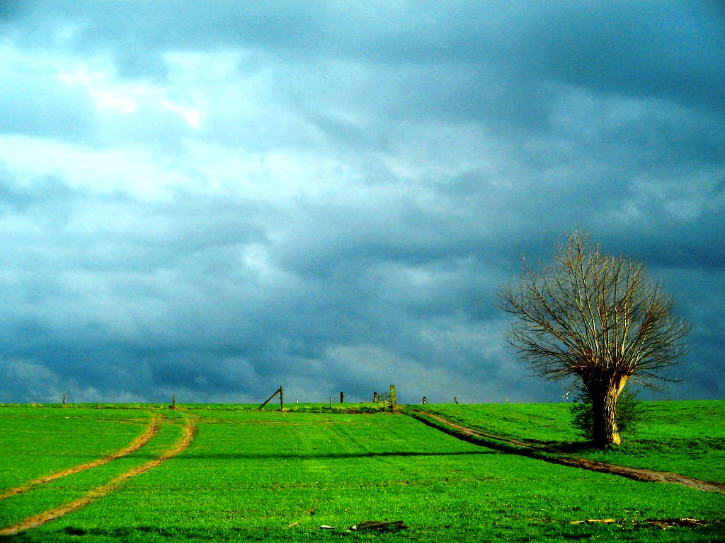 lonely tree